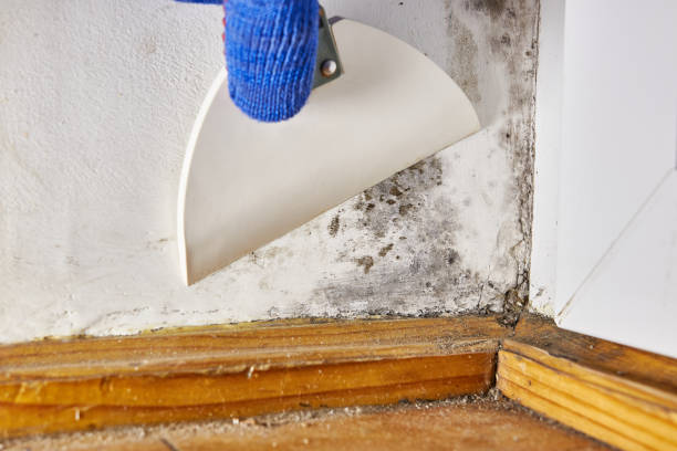 Best HVAC Mold Inspection and Cleaning  in Garden City, ID