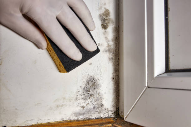 Best Mold Removal for HVAC Installations  in Garden City, ID